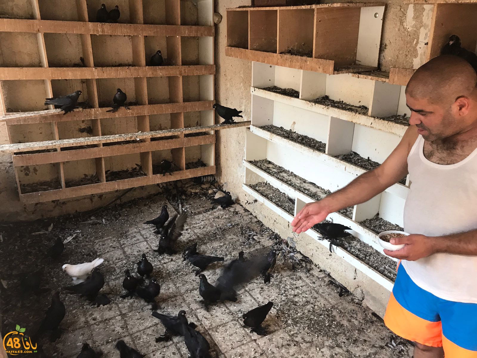 zohdi 3ashoor 7amam (15).jpg